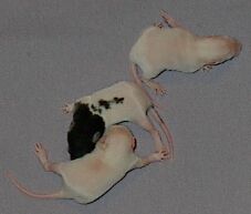 Day 10, learning to climb