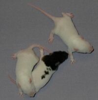 Day 12, we discover our faces