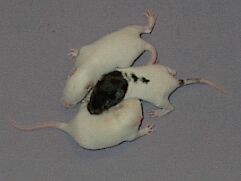 Day 13, gender identifying features