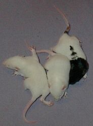 Day 14, we are walking better