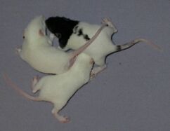 Day 15, opening a few eyes