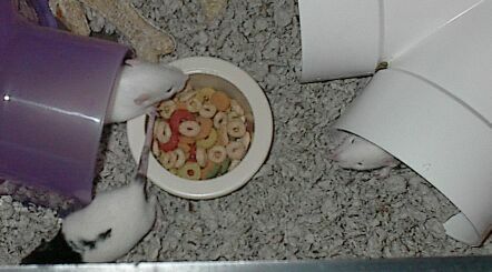 Day 17, moving and teething