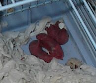 3 new born ratlets