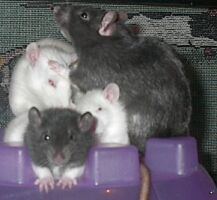 Day 22, hanging with the big girls