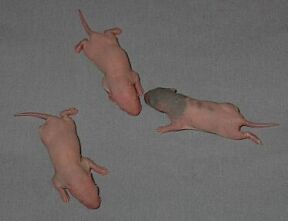 Day 4, everyone has perky ears