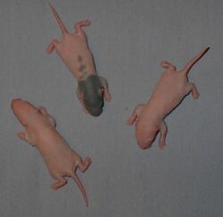 Day 5, little whiskers are visible on around their noses