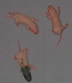 Day 6, definitely making an attempt to explore