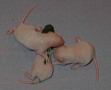 Day 8, little nails are visible