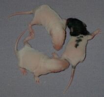 Day 9, we have features!