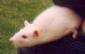 Bo