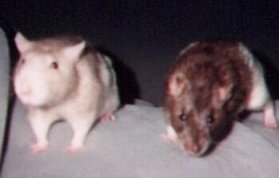 Woody and Buzz at two years old