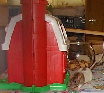 Ginny leaving the barn to come live with us