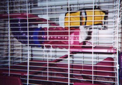 Hoody inspecting her cage