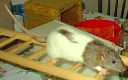 Ginny strengthening her leg muscles for the long journey ahead