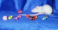 Lucy and Dice