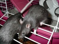 Pooka and Fey trying out the big cage