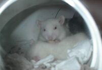 Nixie using Stu! for a table