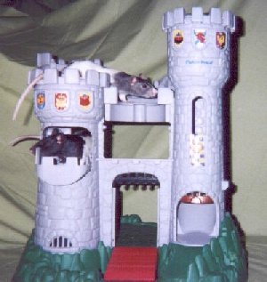 Lily climbs to the rescue...